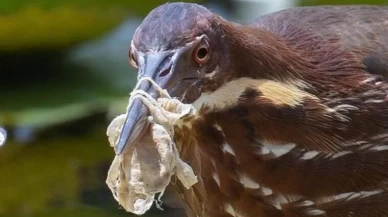 Plastik Kirliliği: Kuşlar Çöpler Arasında Hayatta Kalmaya Çalışıyor