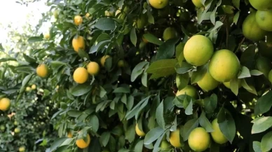 Limon Fiyatları Uçtu: 80 Liraya Satılıyor