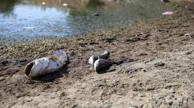 Su seviyesi düşen gölette oksijensiz kalan balıklar öldü