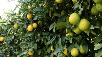 Limon Fiyatları Uçtu: 80 Liraya Satılıyor