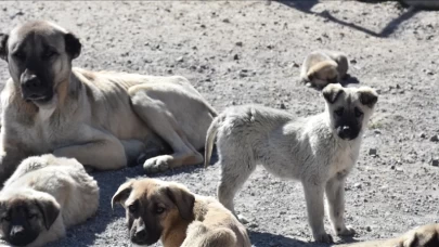 Artan Sıcaklık Köpek Saldırılarını Tetikleyebilir