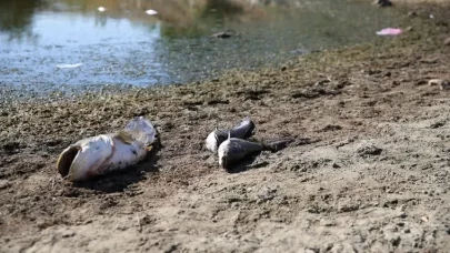 Su seviyesi düşen gölette oksijensiz kalan balıklar öldü