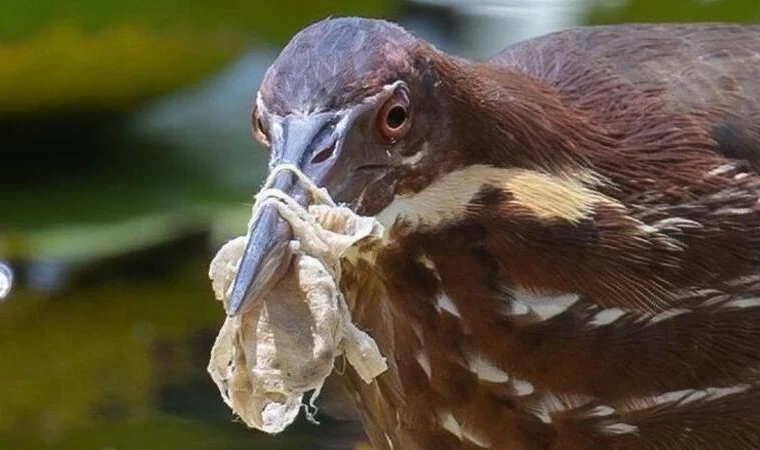 Plastik Kirliliği: Kuşlar Çöpler Arasında Hayatta Kalmaya Çalışıyor