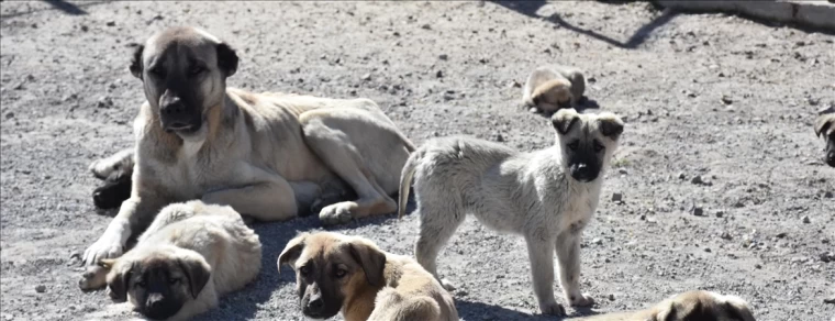 Artan Sıcaklık Köpek Saldırılarını Tetikleyebilir