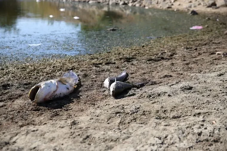 Su seviyesi düşen gölette oksijensiz kalan balıklar öldü