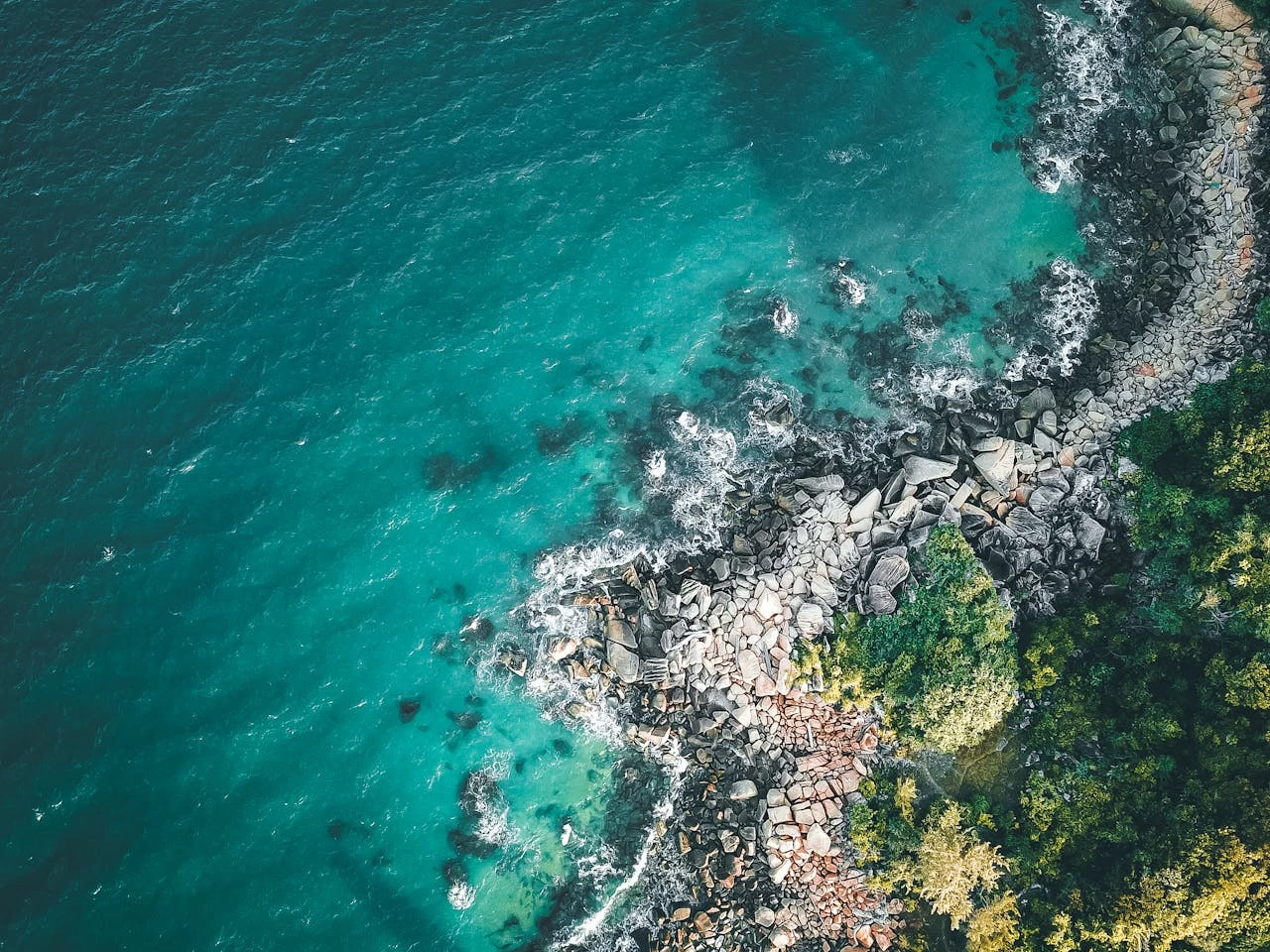 Marmara’da yeni deniz çayırı alanları keşfedildi