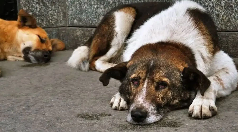 İzmir Barosu’ndan Hayvanların Korunması Yönetmeliği'ne Karşı Dava