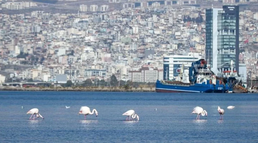 İzmir Körfezi’ndeki Temizlik Çalışmaları Meyvesini Veriyor