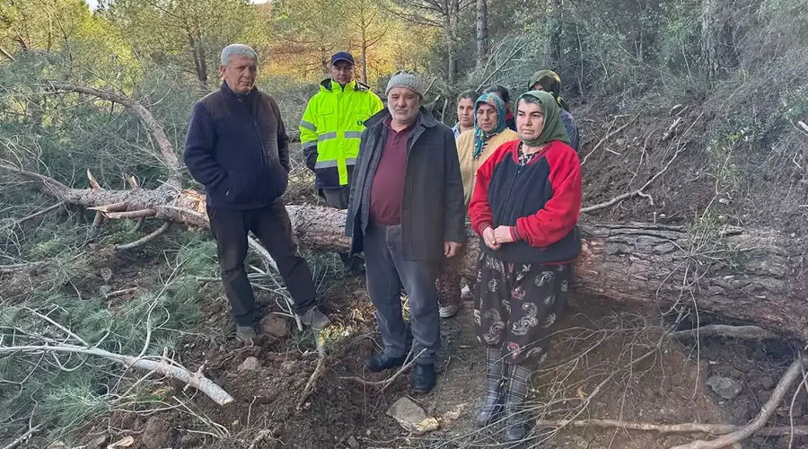 Tire’de Ağaç Kesimine Tepki: “Geçim Kaynaklarımız Yok Ediliyor”