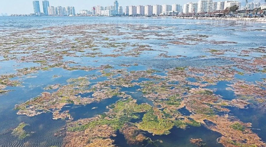 İzmir Körfezi’nde Deniz Marulu Alarmı