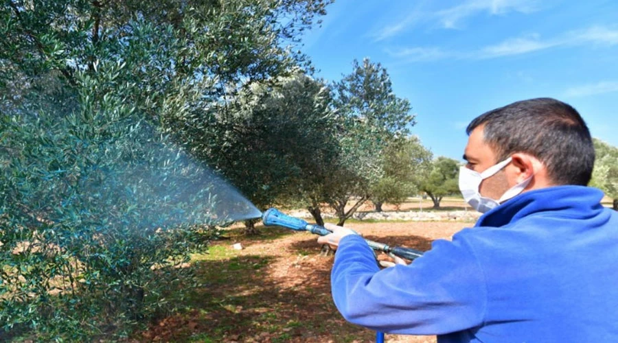 Zeytin Üreticisine Büyükşehir Desteği